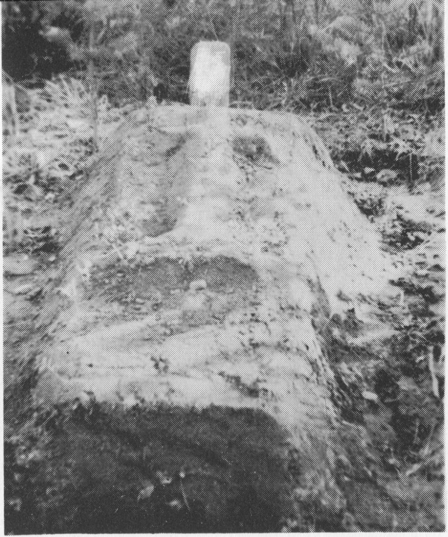 Antano Krušo kapas